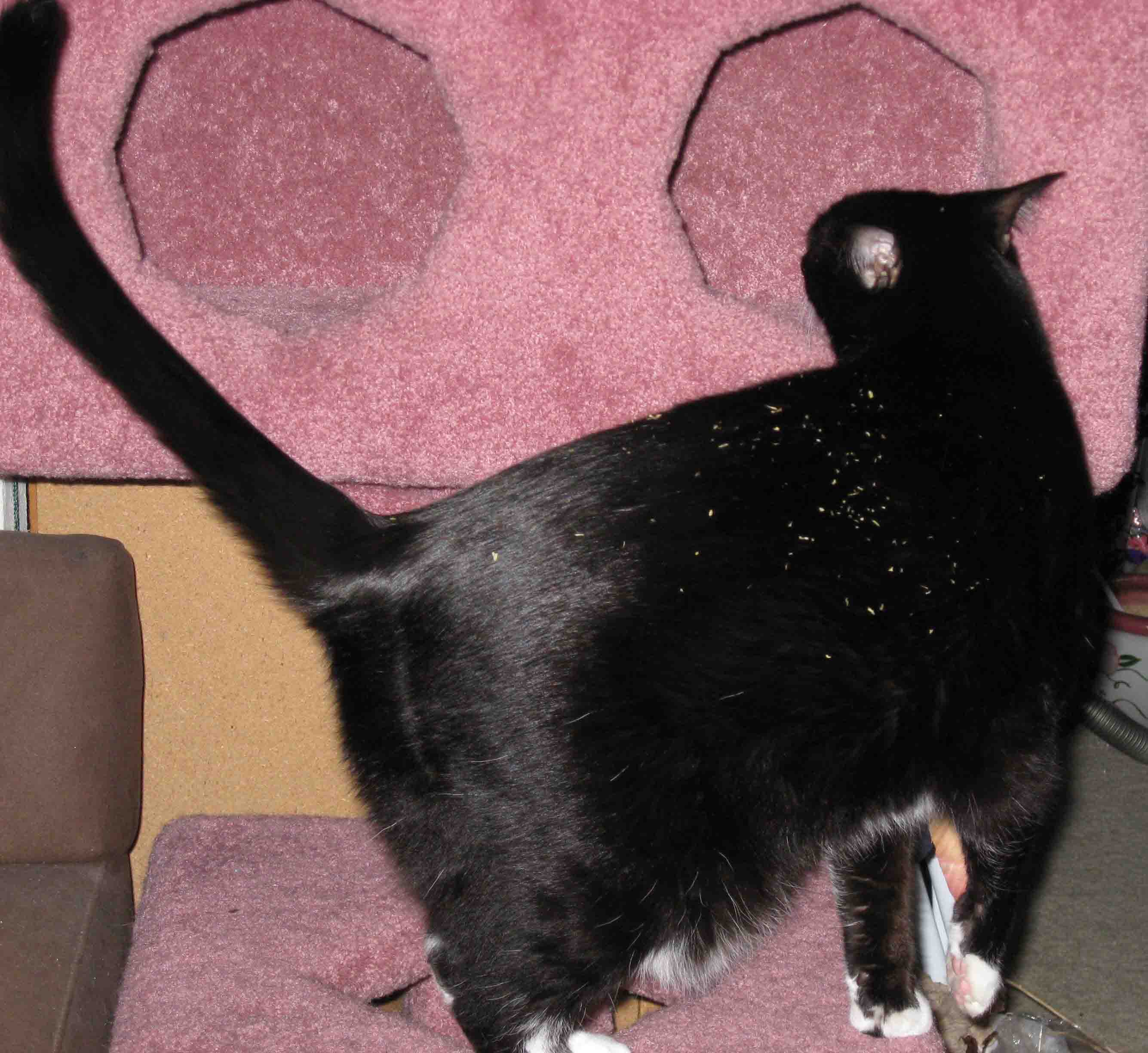 I KNOW that's not catnip on my back. I KNOW my owner would not do that to me.